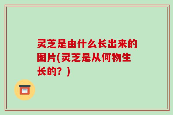 灵芝是由什么长出来的图片(灵芝是从何物生长的?)