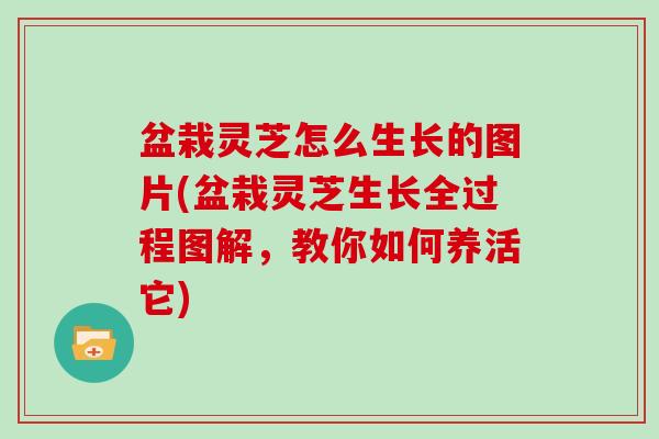 盆栽灵芝怎么生长的图片(盆栽灵芝生长全过程图解,教你如何养活它)