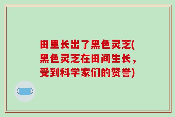 田里长出了黑色灵芝(黑色灵芝在田间生长,受到科学家们的赞誉)