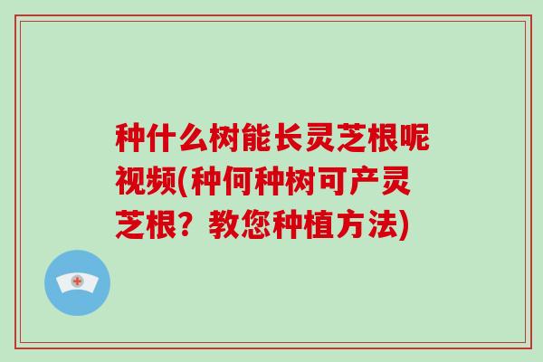 种什么树能长灵芝根呢视频(种何种树可产灵芝根?教您种植方法)