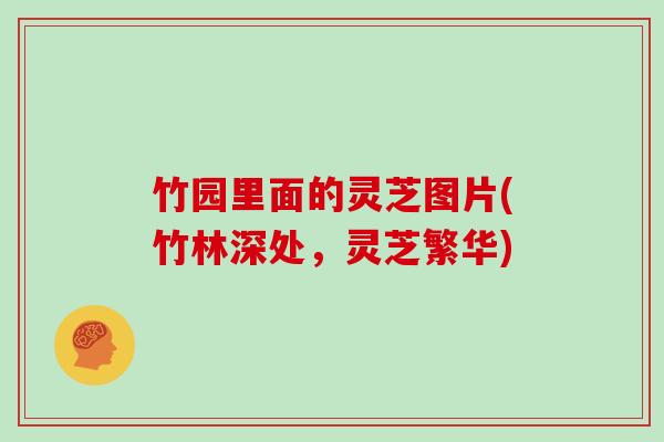 竹园里面的灵芝图片(竹林深处,灵芝繁华)