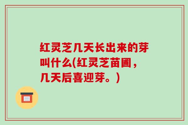红灵芝几天长出来的芽叫什么(红灵芝苗圃，几天后喜迎芽。)