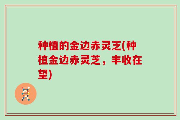 种植的金边赤灵芝(种植金边赤灵芝,丰收在望)