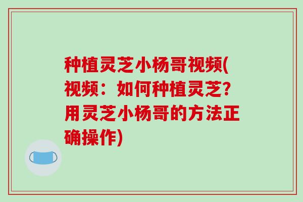 种植灵芝小杨哥视频(视频:如何种植灵芝?用灵芝小杨哥的方法正确操作)