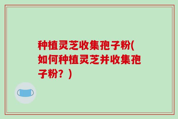 种植灵芝收集孢子粉(如何种植灵芝并收集孢子粉？)