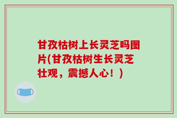 甘孜枯树上长灵芝吗图片(甘孜枯树生长灵芝壮观，震撼人心！)