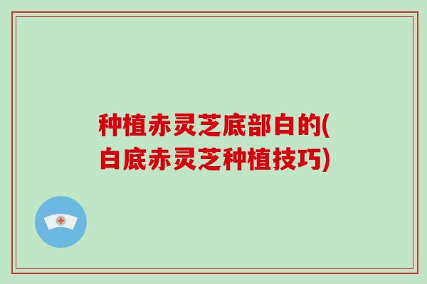 种植赤灵芝底部白的(白底赤灵芝种植技巧)