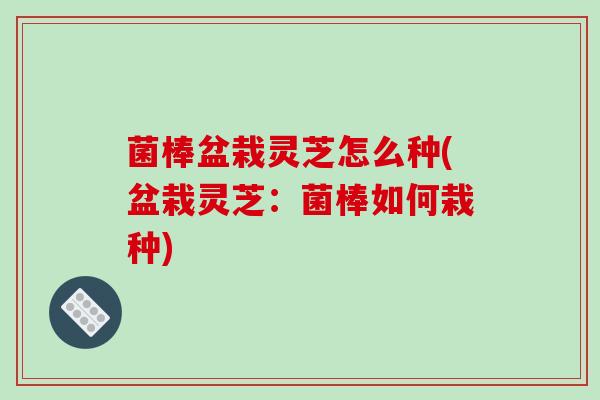 菌棒盆栽灵芝怎么种(盆栽灵芝:菌棒如何栽种)