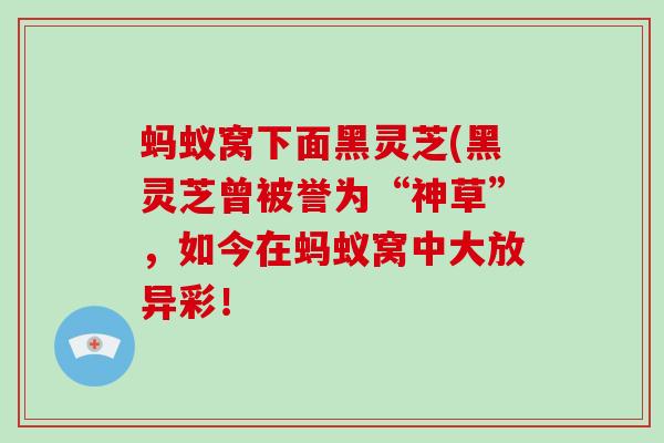 蚂蚁窝下面黑灵芝(黑灵芝曾被誉为“神草”,如今在蚂蚁窝中大放异彩!