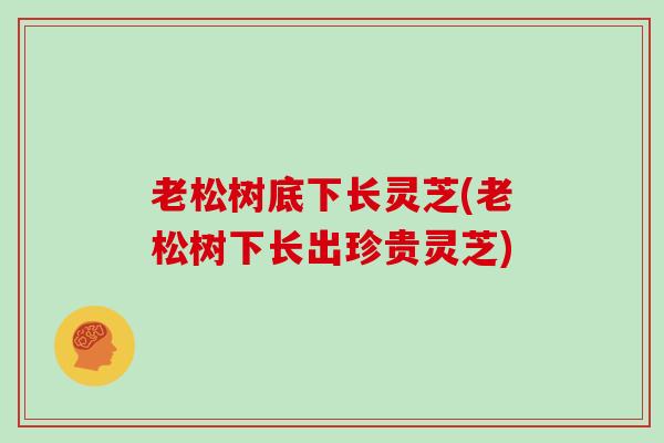 老松树底下长灵芝(老松树下长出珍贵灵芝)