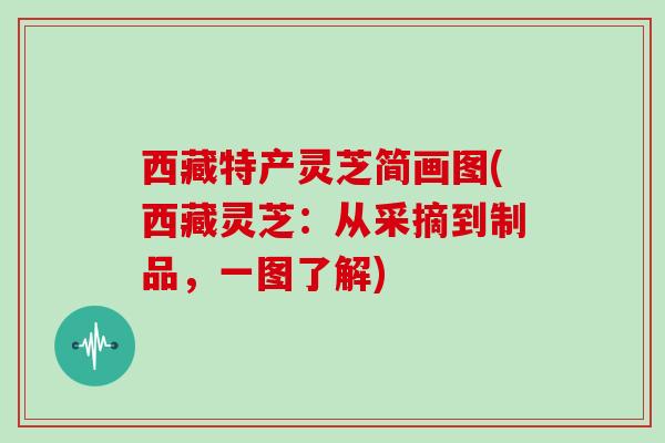 西藏特产灵芝简画图(西藏灵芝:从采摘到制品,一图了解)