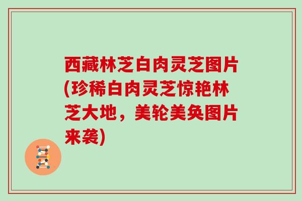 西藏林芝白肉灵芝图片(珍稀白肉灵芝惊艳林芝大地，美轮美奂图片来袭)