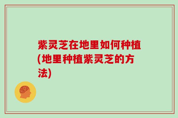 紫灵芝在地里如何种植(地里种植紫灵芝的方法)
