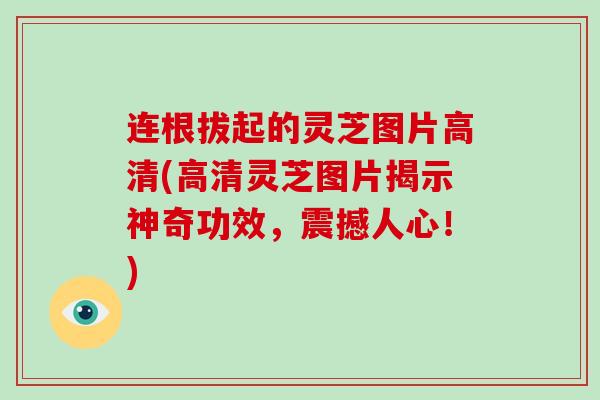 连根拔起的灵芝图片高清(高清灵芝图片揭示神奇功效,震撼人心!)