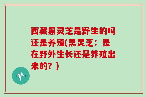 西藏黑灵芝是野生的吗还是养殖(黑灵芝:是在野外生长还是养殖出来的?)