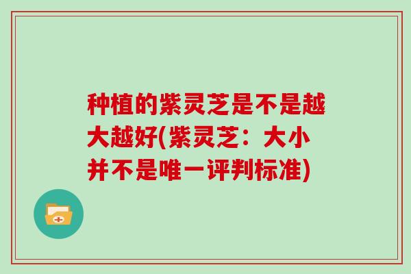 种植的紫灵芝是不是越大越好(紫灵芝：大小并不是唯一评判标准)