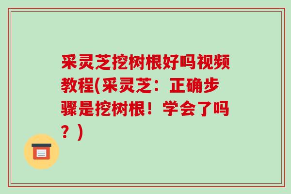 采灵芝挖树根好吗视频教程(采灵芝：正确步骤是挖树根！学会了吗？)