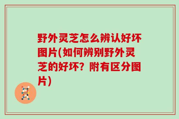 野外灵芝怎么辨认好坏图片(如何辨别野外灵芝的好坏？附有区分图片)