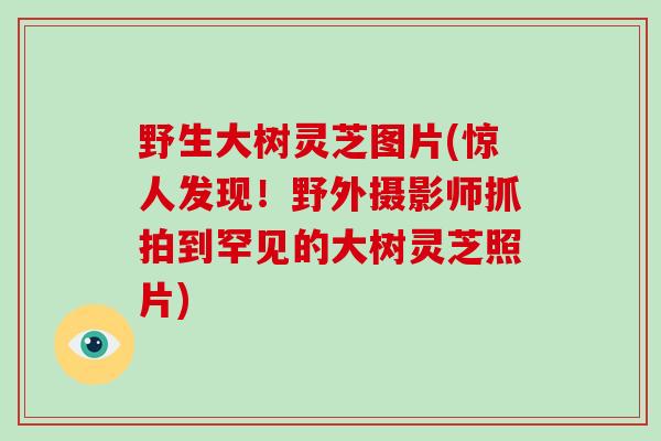野生大树灵芝图片(惊人发现!野外摄影师抓拍到罕见的大树灵芝照片)