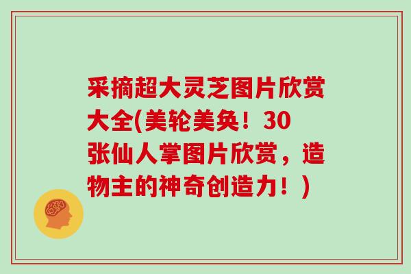 采摘超大灵芝图片欣赏大全(美轮美奂!30张仙人掌图片欣赏,造物主的神奇创造力!)