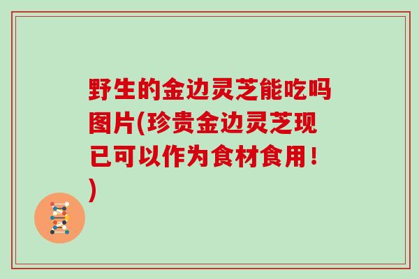 野生的金边灵芝能吃吗图片(珍贵金边灵芝现已可以作为食材食用!)