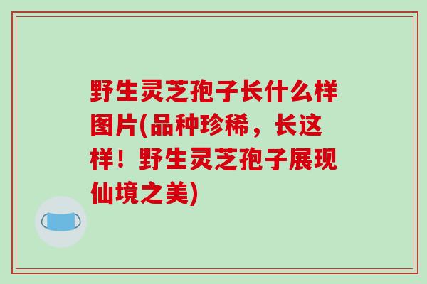 野生灵芝孢子长什么样图片(品种珍稀,长这样!野生灵芝孢子展现仙境之美)