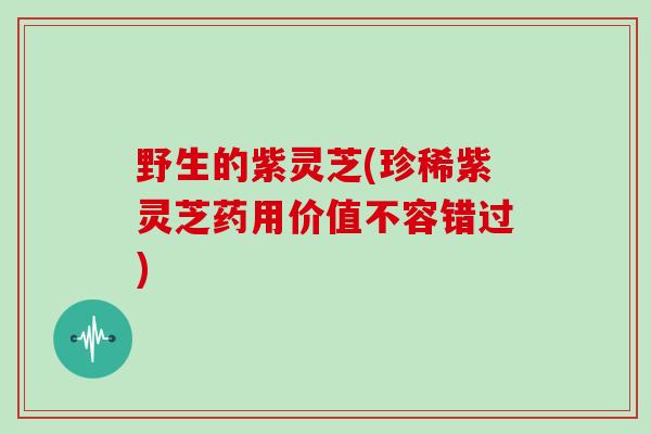 野生的紫灵芝(珍稀紫灵芝药用价值不容错过)