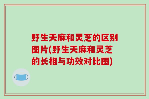 野生天麻和灵芝的区别图片(野生天麻和灵芝的长相与功效对比图)