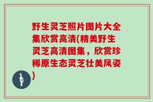 野生灵芝照片图片大全集欣赏高清(精美野生灵芝高清图集,欣赏珍稀原生态灵芝壮美风姿)