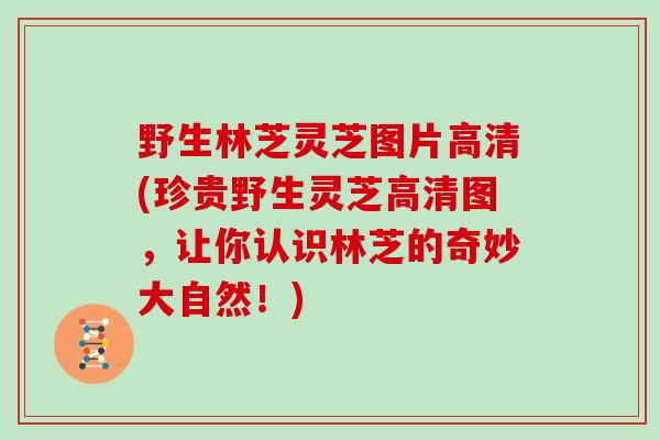 野生林芝灵芝图片高清(珍贵野生灵芝高清图,让你认识林芝的奇妙大自然!)
