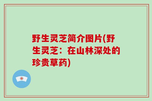 野生灵芝简介图片(野生灵芝:在山林深处的珍贵草药)
