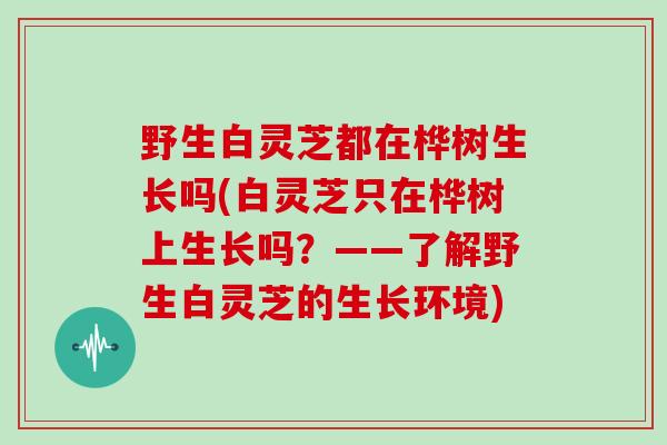 野生白灵芝都在桦树生长吗(白灵芝只在桦树上生长吗?——了解野生白灵芝的生长环境)
