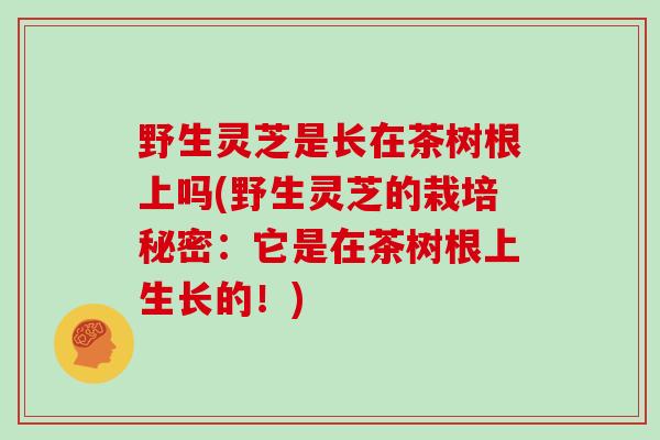 野生灵芝是长在茶树根上吗(野生灵芝的栽培秘密：它是在茶树根上生长的！)