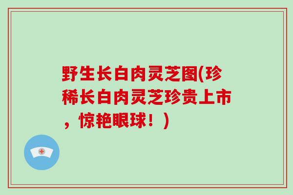 野生长白肉灵芝图(珍稀长白肉灵芝珍贵上市,惊艳眼球!)