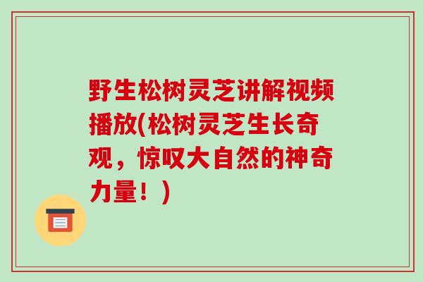 野生松树灵芝讲解视频播放(松树灵芝生长奇观，惊叹大自然的神奇力量！)