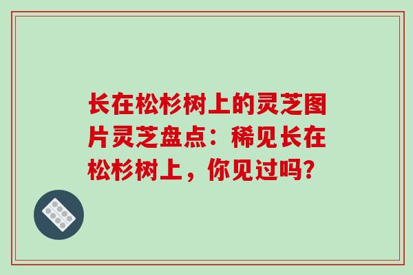 长在松杉树上的灵芝图片灵芝盘点:稀见长在松杉树上,你见过吗?