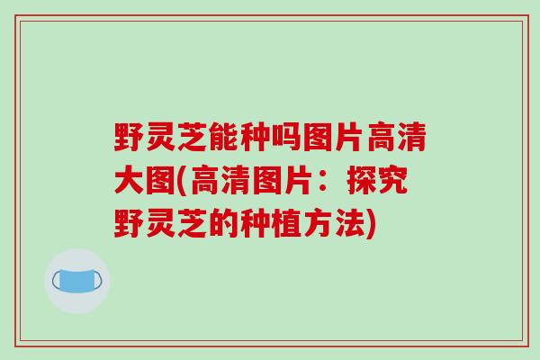野灵芝能种吗图片高清大图(高清图片:探究野灵芝的种植方法)