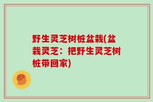 野生灵芝树桩盆栽(盆栽灵芝：把野生灵芝树桩带回家)