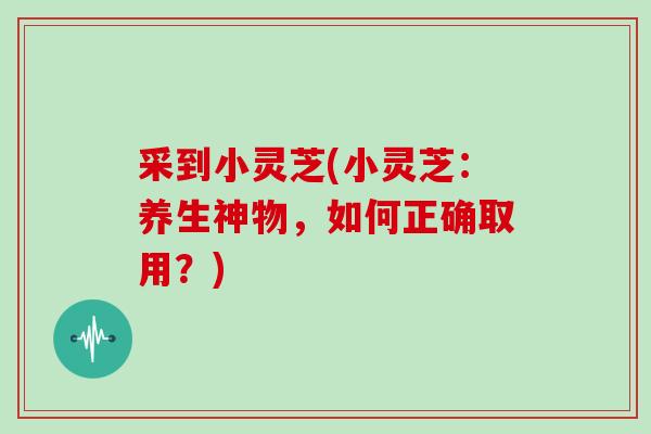 采到小灵芝(小灵芝：养生神物，如何正确取用？)