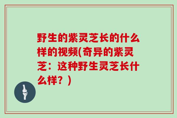 野生的紫灵芝长的什么样的视频(奇异的紫灵芝:这种野生灵芝长什么样?)