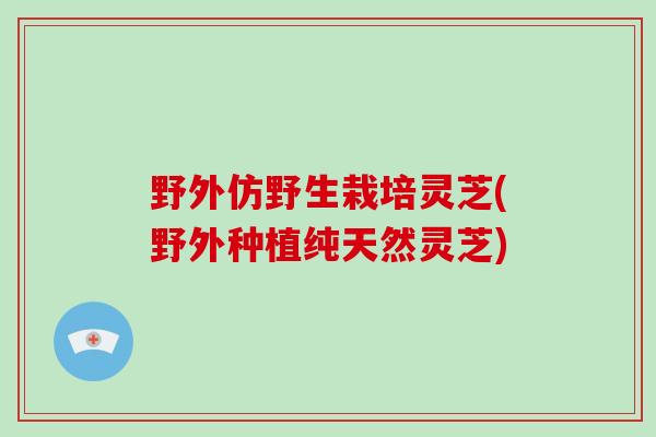 野外仿野生栽培灵芝(野外种植纯天然灵芝)