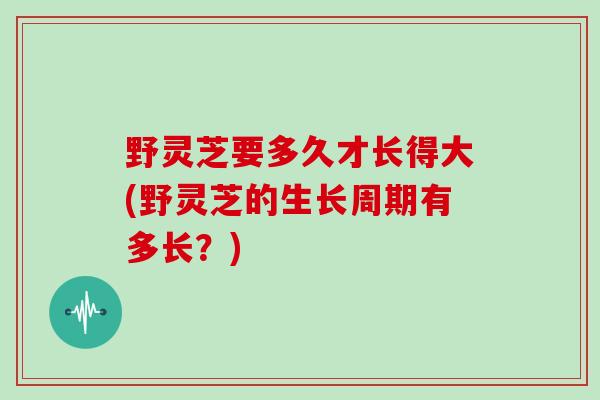 野灵芝要多久才长得大(野灵芝的生长周期有多长?)
