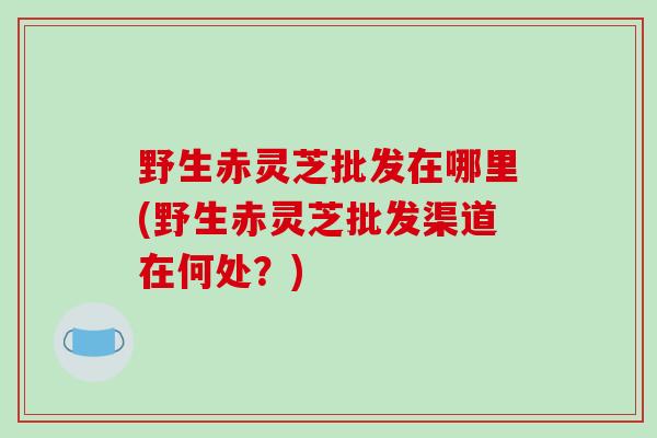 野生赤灵芝批发在哪里(野生赤灵芝批发渠道在何处？)