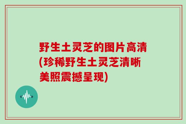 野生土灵芝的图片高清(珍稀野生土灵芝清晰美照震撼呈现)