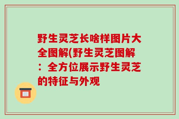 野生灵芝长啥样图片大全图解(野生灵芝图解:全方位展示野生灵芝的特征与外观