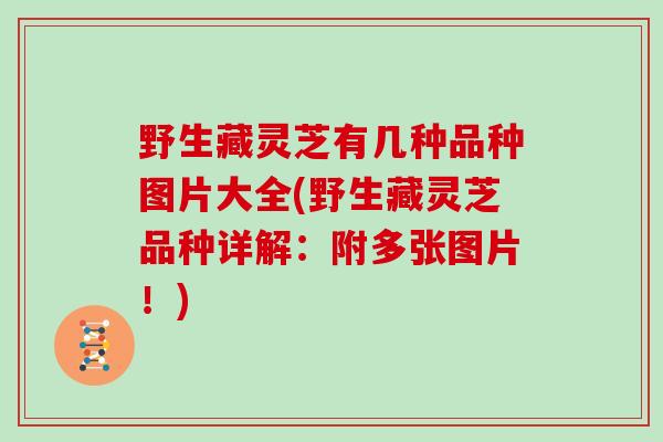 野生藏灵芝有几种品种图片大全(野生藏灵芝品种详解:附多张图片!)
