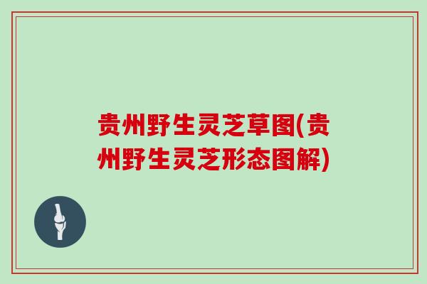 贵州野生灵芝草图(贵州野生灵芝形态图解)