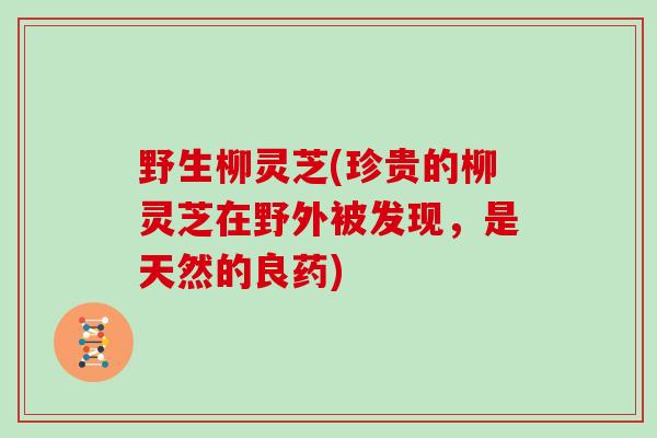 野生柳灵芝(珍贵的柳灵芝在野外被发现，是天然的良药)