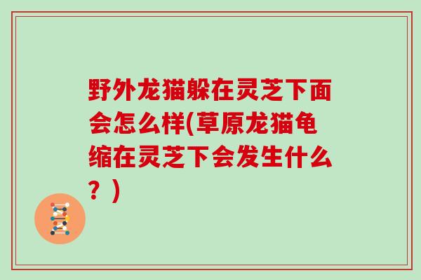 野外龙猫躲在灵芝下面会怎么样(草原龙猫龟缩在灵芝下会发生什么？)