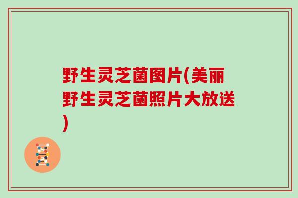 野生灵芝菌图片(美丽野生灵芝菌照片大放送)